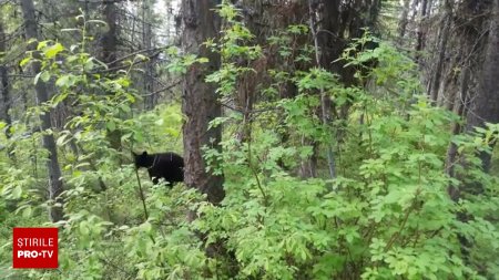 O femeie a anuntat ca a lovit un urs cu masina, pe DN 14B, in Alba. Animalul a fugit si este cautat de jandarmi