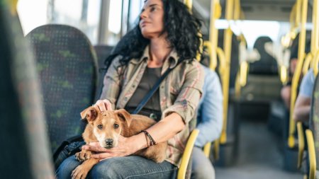 Animalele de companie au voie in autobuzele si tramvaiele STB. Ce reguli trebuie respectate