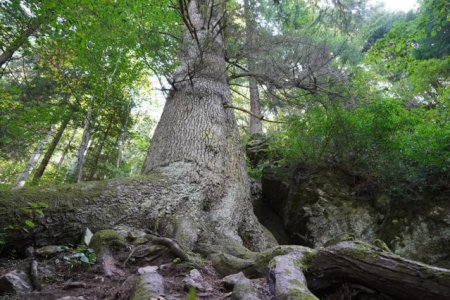 Judetul Sibiu se mandreste cu unul dintre cei mai inalti si mai varstnici brazi din Romania