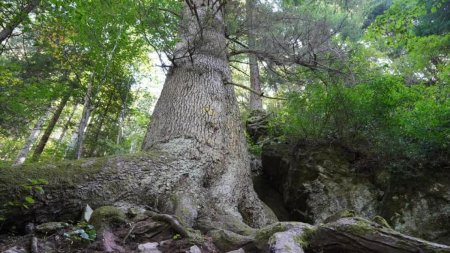 Paznicul Cibinului: Legenda colosului de 500 de ani. Pentru a cuprinde cu bratele uriasul brad, este nevoie de 8 barbati