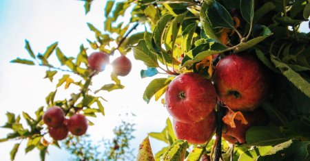 Ce sa pui la radacina pomilor fructiferi, toamna. Sfaturi esentiale pentru a asigura o crestere sanatoasa in primavara