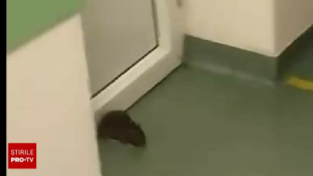 Reactia unui pacient cand un sobolan a cazut din tavan, intr-un spital din Timis. Animalul a fost ucis cu o sticla. VIDEO