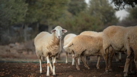 Boala limbii albastre a fost confirmata la 20 de kilometri de granita cu Germania. Sunt primele focare depistate in ultimii 15 ani