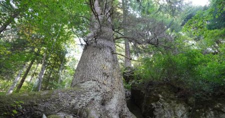 «Paznicul Cibinului» - <span style='background:#EDF514'>BRADUL</span> de 500 de ani din Marginimea Sibiului, un colos de 40 metri. Opt barbati abia il cuprind