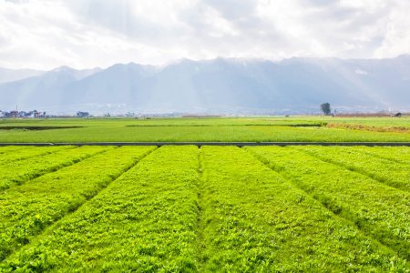 MADR: Avem 14.000 de operatori inscrisi in agricultura ecologica si aproape 700.000 de hectare