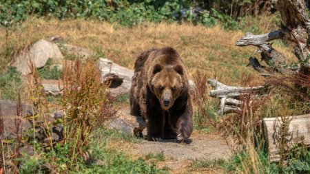 Ursul baga spaima in Valea Avrigului