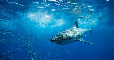 Fenomen straniu in ocean. Un rechin de patru metri lungime a fost mancat de un pradator misterios