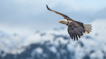 Un vultur a atacat o fetita care se juca in curtea casei, in Norvegia. Este al patrulea caz in cinci zile. 