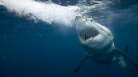 Fenomen bizar in ocean. Un rechin lung de patru metri a fost ucis de un pradator misterios