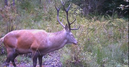 Barbati retinuti dupa o partida ilegala de vanatoare in Parcul National Muntii Rodnei. Ce au gasit oamenii legi asupra lor