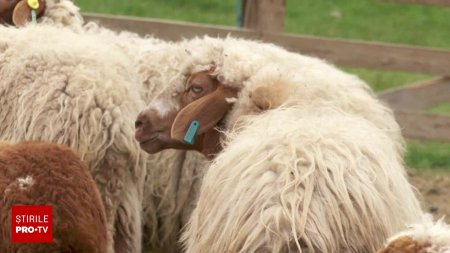 Solutiile de deparazitare a animalelor vor fi scoase din farmaciile veterinare dupa ce zeci de copii au ajuns la spital