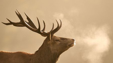 Trei barbati, retinuti dupa ce au impuscat un cerb in Parcul National Muntii Rodnei