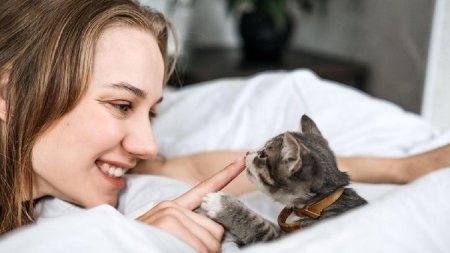 Adoptia unei pisici: Primele 3 lucruri pe care le ai de facut 