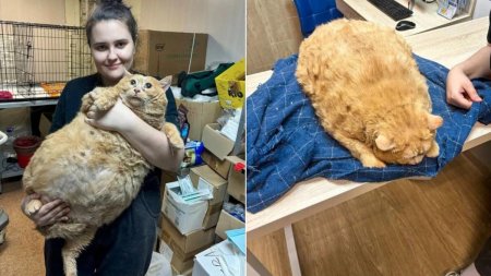 O pisica de 17 kilograme, care nici macar nu mai putea merge, a fost gasita in Rusia. A fost pusa la dieta si la exercitii fizice