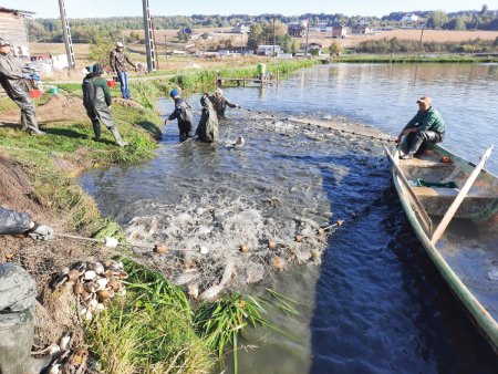 Productia la raport. Cum poate produce Romania mai mult. Romania are 700 de fermieri piscicoli, dar productia fermelor acopera abia a zecea parte din consum, dominat de importuri: In Ungaria, Polonia si Croatia acvacultura s-a dezvoltat pe fonduri europene si pe o strategie a autoritatilor din domeniu