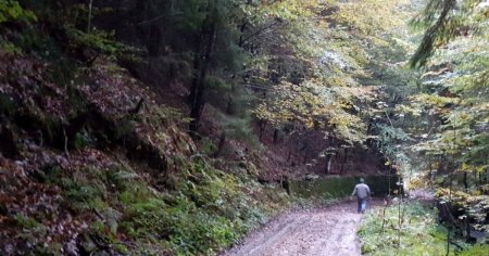 Doi padurari din Dolj au fost batuti cu brutalitate de trei braconieri. Barbatii au fost identificati de politie