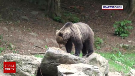 Ursii cersetori de pe Transfagarasan vor fi relocati. Primii care vor fi capturati, o ursoaica si puiul ei