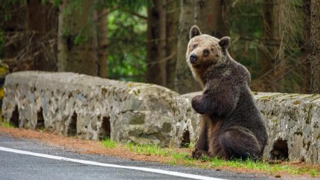 A inceput relocarea ursilor cersetori de pe Transfagarasan. O ursoaica si puiul ei, primii care vor fi capturati