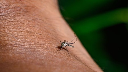 A fost confirmat primul caz de infectare cu West Nile in Salaj: un barbat de 76 de ani care a murit