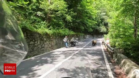 Un turist cu un copil in brate a vrut sa se apropie de un urs si a facut scandal cand a fost oprit, pe Transfagarasan