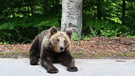 Un barbat cu un copil in brate, amendat dupa ce a oprit sa se fotografieze cu un urs care urma sa fie relocat