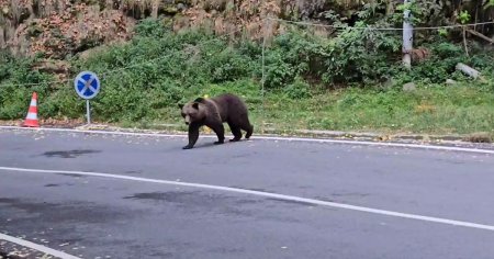 Cu bebelusul in brate, un turist s-a oprit sa faca poze cu un urs care urma sa fie relocat de pe Transfagarasan