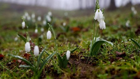 6 flori de primavara care pot fi plantate toamna