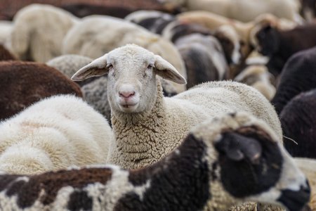 Alerta la granita cu Bulgaria! Romania transfera medici si tehnicieni veterinari pentru controlul transporturilor de animale vii si produselor de origine animala