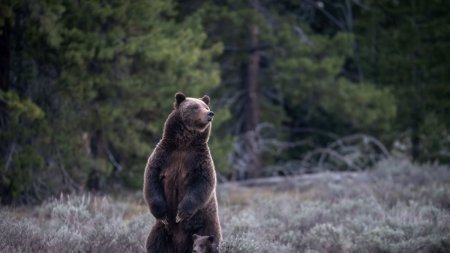 Un barbat cu un copil in brate a facut scandal cu padurarii care nu l-au lasat sa faca poze cu un urs, pe Transfagarasan