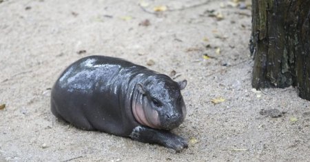 Animalul simpatic care a cucerit toata planeta. Oamenii stau la cozi imense sa-l vada. VIDEO