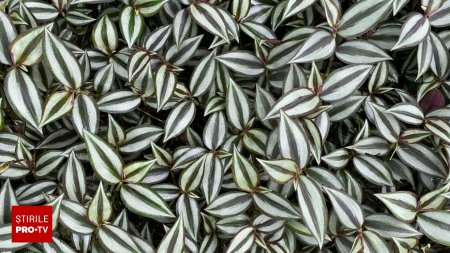 Tradescantia zebrina - cum sa ingrijesti aceasta planta curgatoare