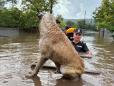 Caini salvati din mijlocul inundatiilor din judetul Galati