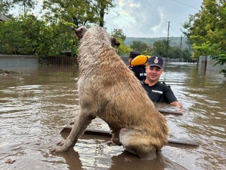 Caini salvati din mijlocul inundatiilor din judetul Galati