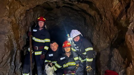 Pompierii au salvat un caine, dupa ce a cazut intr-o groapa adanca de aproximativ 10 metri, intr-o mina dezafectata