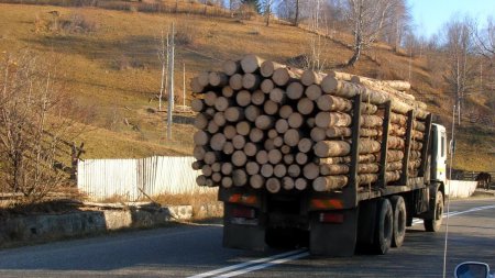 Politistii au confiscat peste 170 de metri cubi de lemn, in valoare de circa 148.000 lei