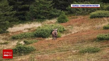 A inceput boncanitul cerbilor. Ritualul spectaculos poate fi admirat si de turisti