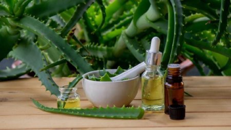 Care sunt beneficiile aduse de Aloe Vera sanatatii si frumusetii