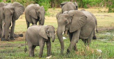 O tara africana vrea sa sacrifice sute de elefanti. Care este motivul macelului