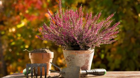 Ce putem sa plantam in septembrie pentru o gradina plina de culoare si parfum pana vara viitoare