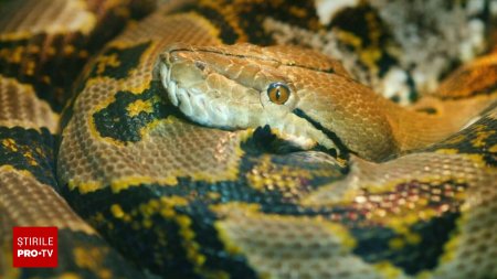 O femeie care spala vasele linistita a fost atacata de un piton urias. A fost stransa de sarpe timp de doua ore