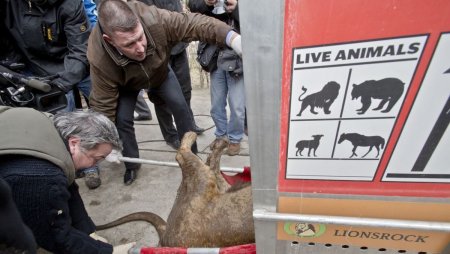 Perchezitii de amploare la Nutu Camataru. Anchetatorii cautau un cal de rasa, dar au gasit animale exotice