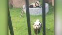 Oamenii au fost extaziati cand au vazut la un zoo din China doi pui de panda. Apoi acestia au inceput sa latre