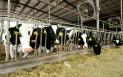 INS: efectivele de bovine sunt in usoara crestere