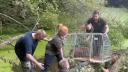 Capibara, celebra in toata lumea dupa ce a evadat de la Zoo. A fost cautata 7 zile: 