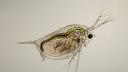 Daphnia pulex: crustaceul microscopic cu evolutie genetica ametitoare ne ajuta sa intelegem selectia naturala