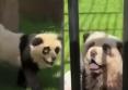 Scandal in China. Ursii panda au inceput sa latre. Gradina Zoo a recuscut ca ursii panda erau defapt caini vopsiti