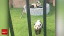 Ursi panda falsi intr-o gradina zoologica din China. Cainii sunt vopsiti pentru a atrage vizitatori | VIDEO