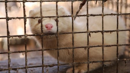 Romania si abuzurile impotriva animalelor. Votul care ne-ar putea scoate din clasamentul rusinii