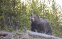 Doua persoane au fost atacate de un urs in judetul Brasov. A fost emis mesaj RO-Alert