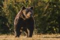 Brasov: Doua persoane au fost atacate de urs